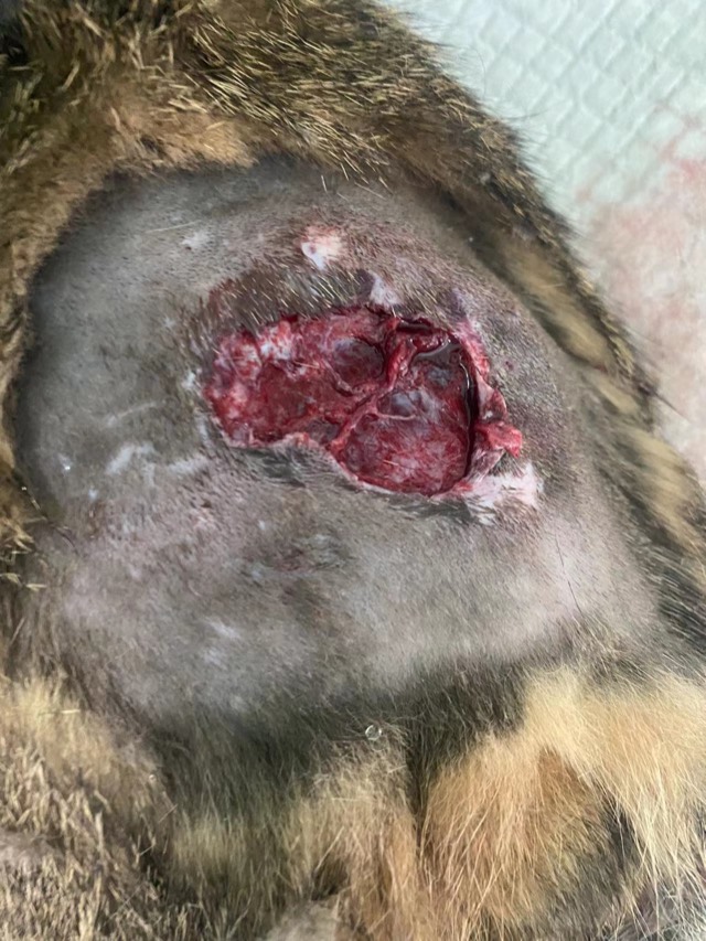 Bite-Wound Regeneration: After debridement, ECM powder placed