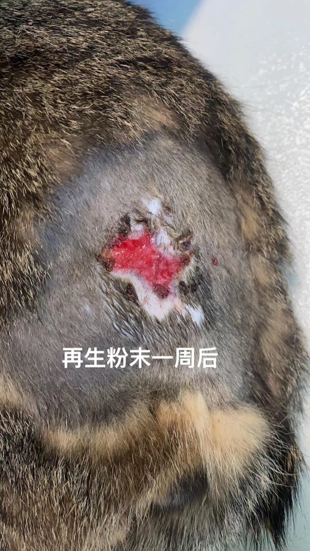 Bite-Wound Regeneration: Normal regeneration, wound markedly reduced