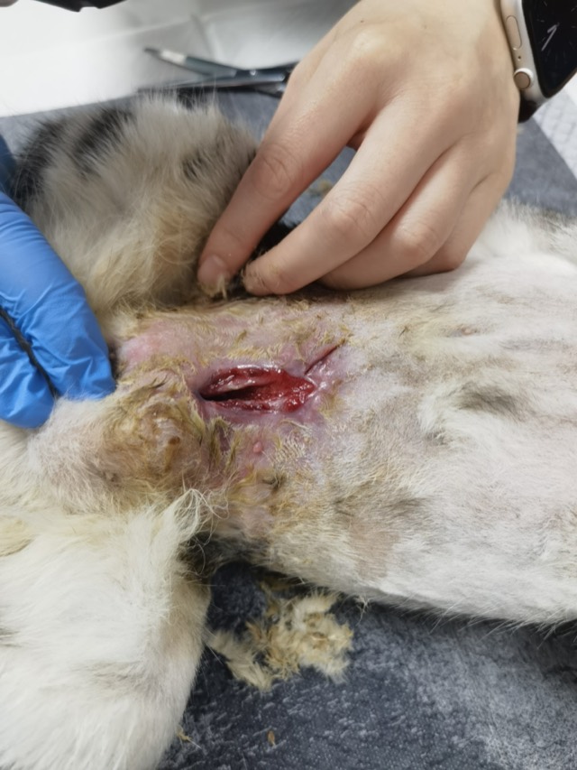 Small-Cavity Wound Healing: Non-healing for over a month