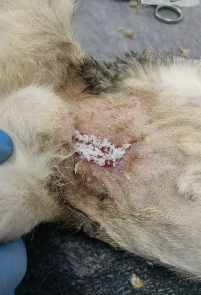 Small-Cavity Wound Healing: ECM Antibacterial Powder applied and bandaged
