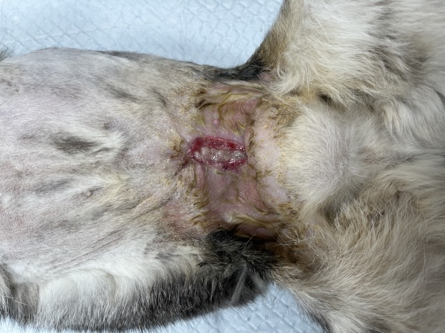 Small-Cavity Wound Healing: Opened next day to observe powder state