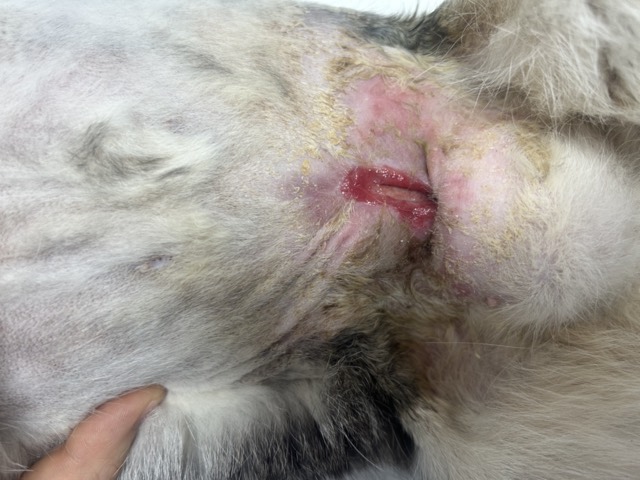 Small-Cavity Wound Healing: Wound healing evident