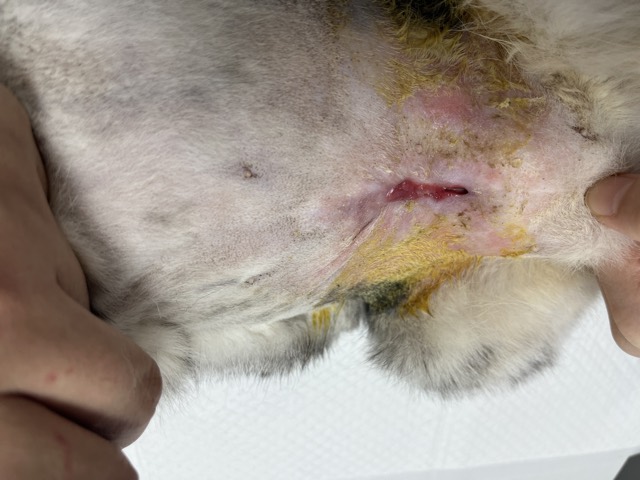 Small-Cavity Wound Healing: Healing evident (another angle)