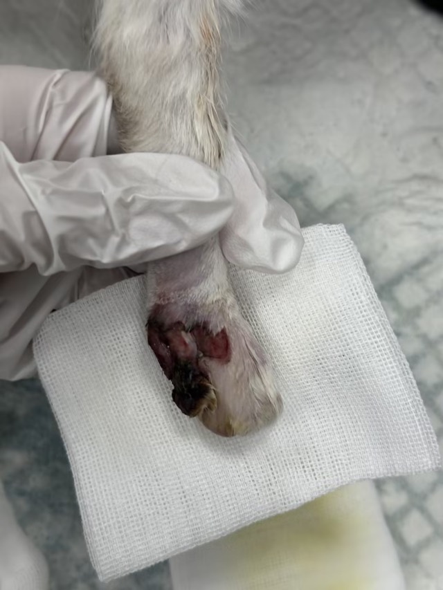 Kitten Toe Elevator Crush Injury: Both feet skin-muscle separation, necrosis