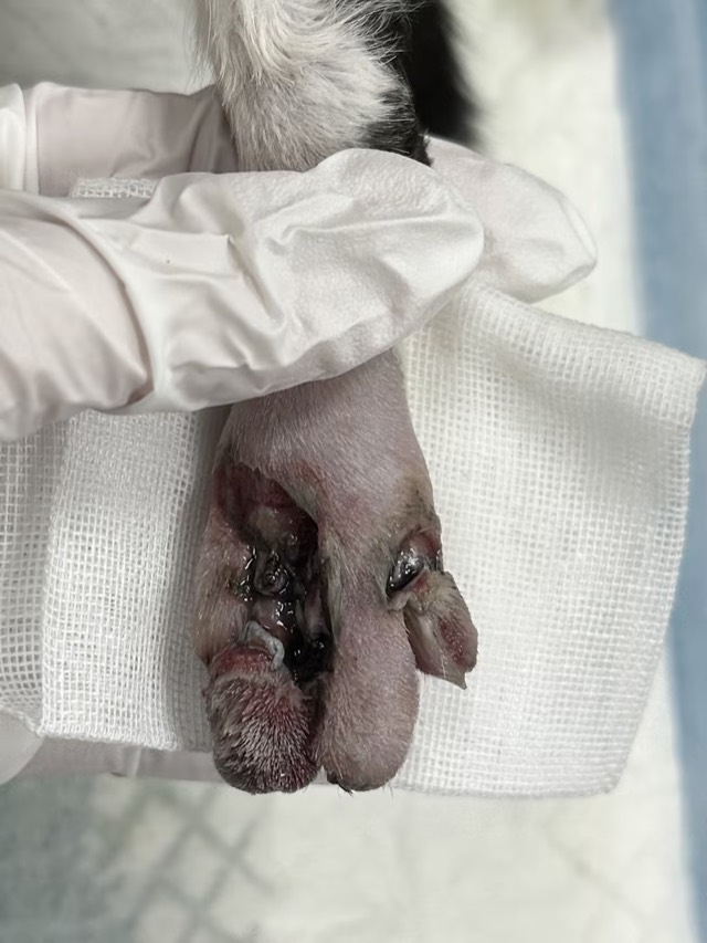 Kitten Toe Elevator Crush Injury: Debridement and first packing