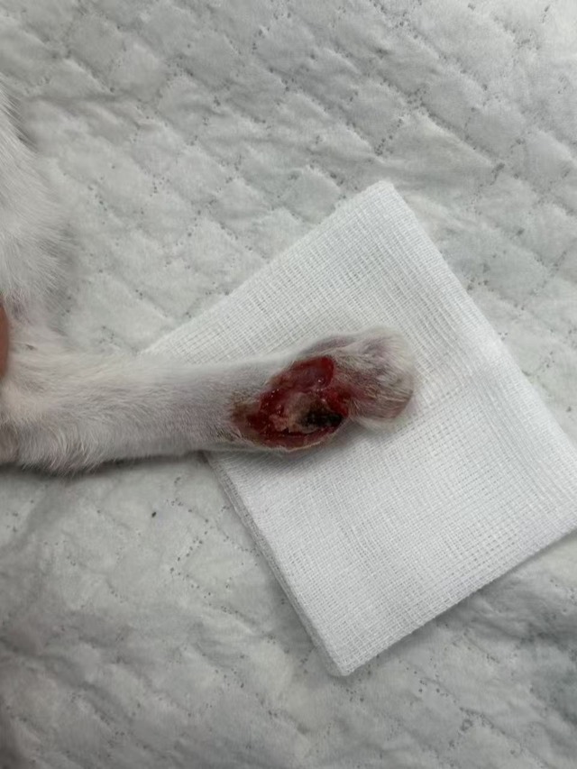 Kitten Toe Elevator Crush Injury: Infection controlled, blood supply restored