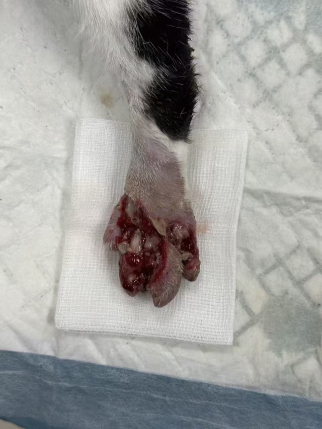 Kitten Toe Elevator Crush Injury: Granulation growth evident