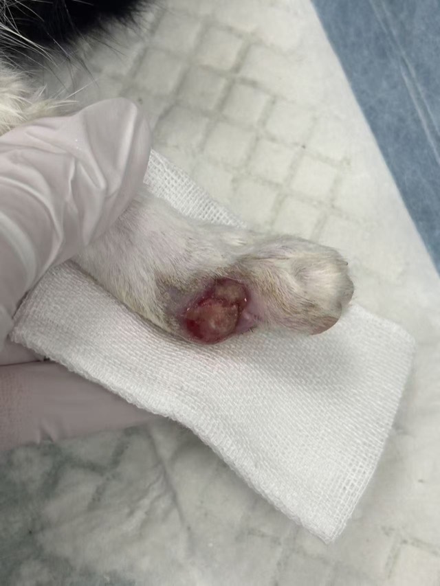Kitten Toe Elevator Crush Injury: Wound keeps shrinking
