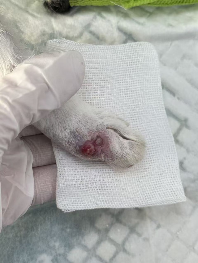 Kitten Toe Elevator Crush Injury: Continuous improvement