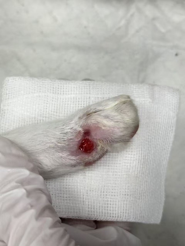 Kitten Toe Elevator Crush Injury: Basically recovered