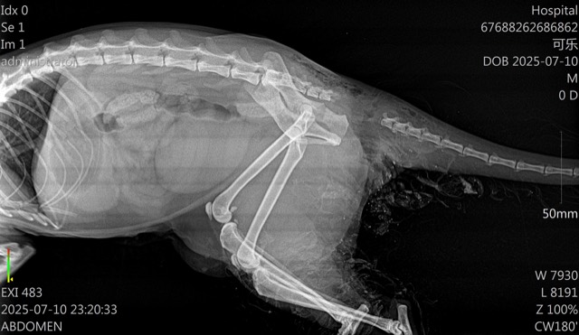 Tail Fracture and Hind-Limb Necrosis (Cola): After debridement, ECM powder applied