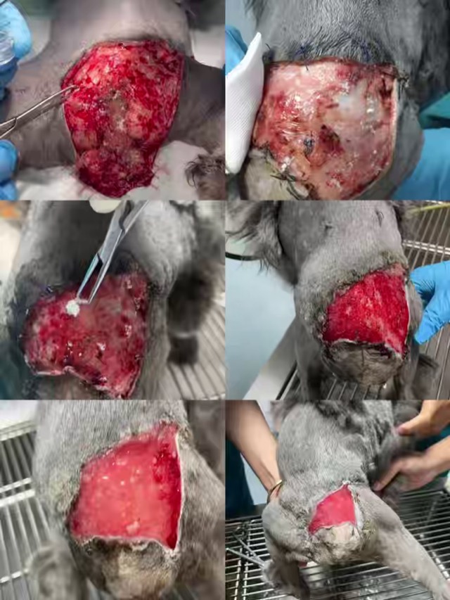 Tail Fracture and Hind-Limb Necrosis (Cola): Site dried, wound ruddy
