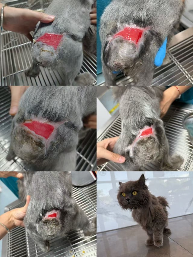 Tail Fracture and Hind-Limb Necrosis (Cola): Wound keeps shrinking