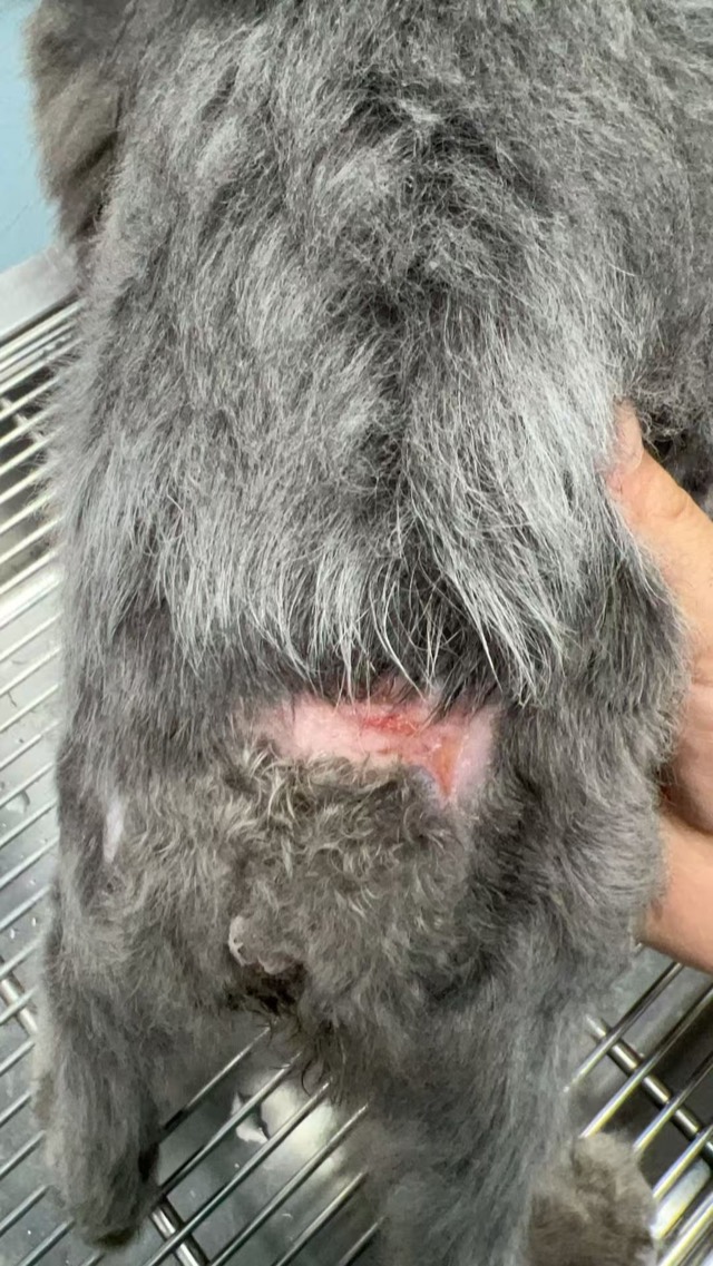 Tail Fracture and Hind-Limb Necrosis (Cola): Wound basically healed
