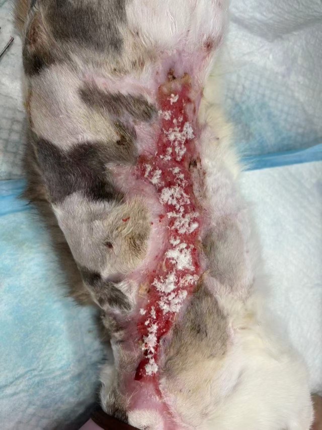 Large-Area Burn (approx. 40cm): Markedly reduced, no infection