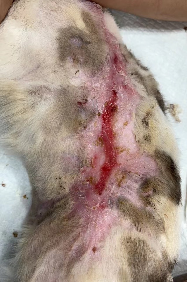 Large-Area Burn (approx. 40cm): 5th application, wound keeps shrinking