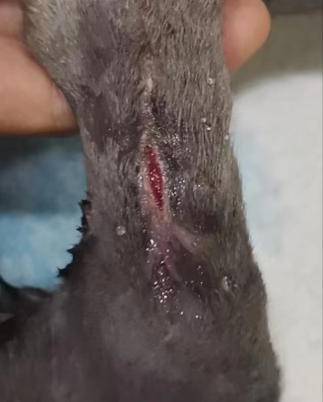 Orthopedic Infection with Soft-Tissue Loss: Basically cured