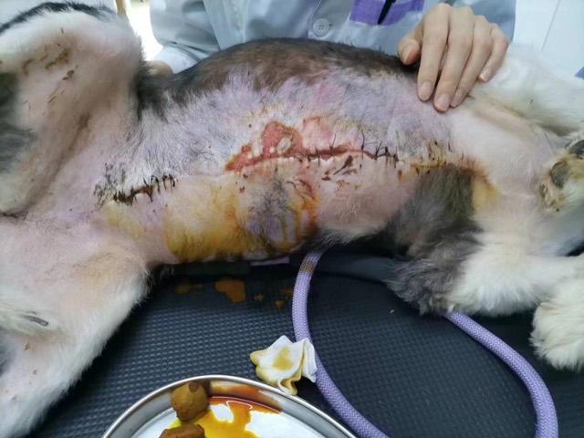 Non-Healing Wound after Mastectomy: Clear regeneration signs