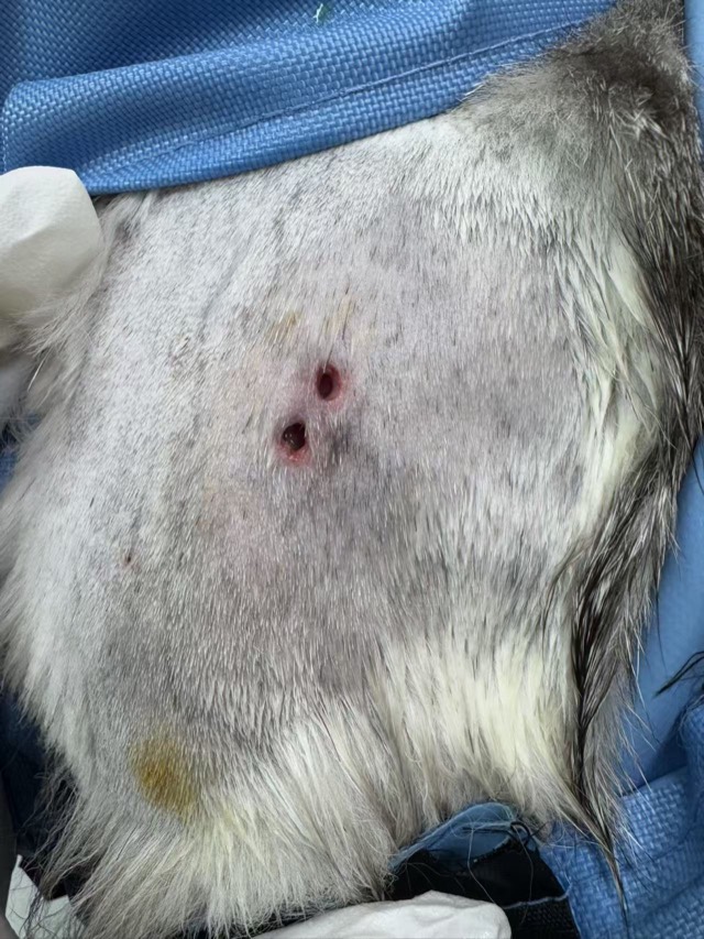 Prophylactic Bite-Wound Application (Subcutaneous Injection): Fractionated injection of powder suspension