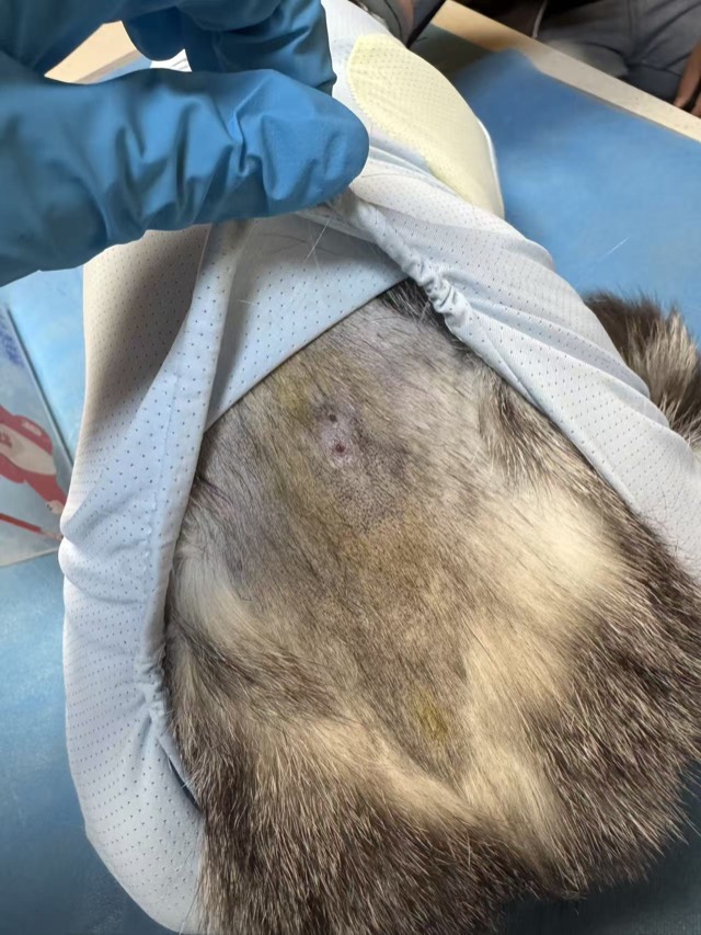 Prophylactic Bite-Wound Application (Subcutaneous Injection): Separated area recovered