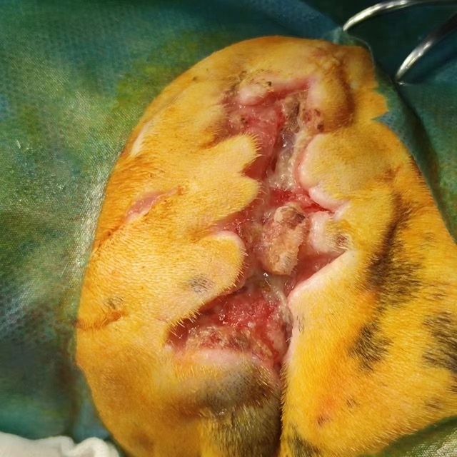 Transferred Bite-Wound Case: Non-healing wound, purulent infected tissue