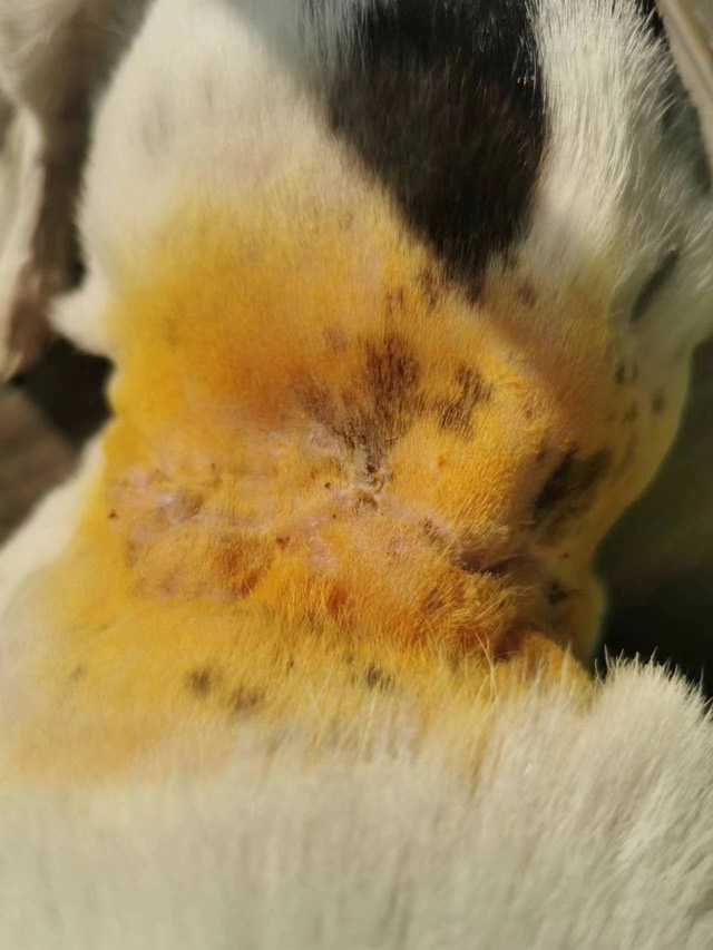Transferred Bite-Wound Case: After debridement, light sprinkle of ECM powder