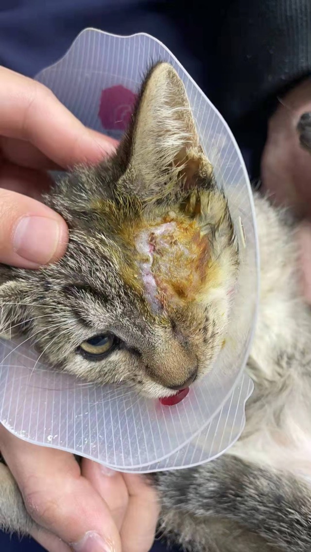 Enucleation Cavity Filling: Powder and sponge filled after enucleation