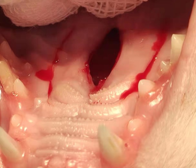 Cleft Palate Repair and Regeneration: Cleft palate