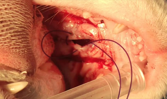 Cleft Palate Repair and Regeneration: ECM Sponge packed, tension-release suture