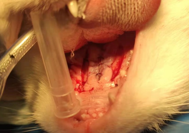 Cleft Palate Repair and Regeneration: Suturing completed