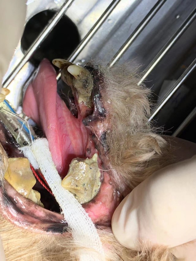 Tooth Extraction and Alveolar Bone Reconstruction: Alveolar bone state after extraction