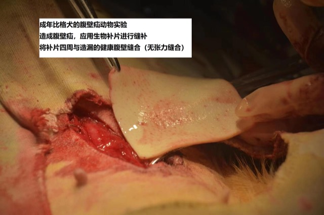 Hernia Mesh Animal Experiment & Pathological Validation: Mesh implantation experiment