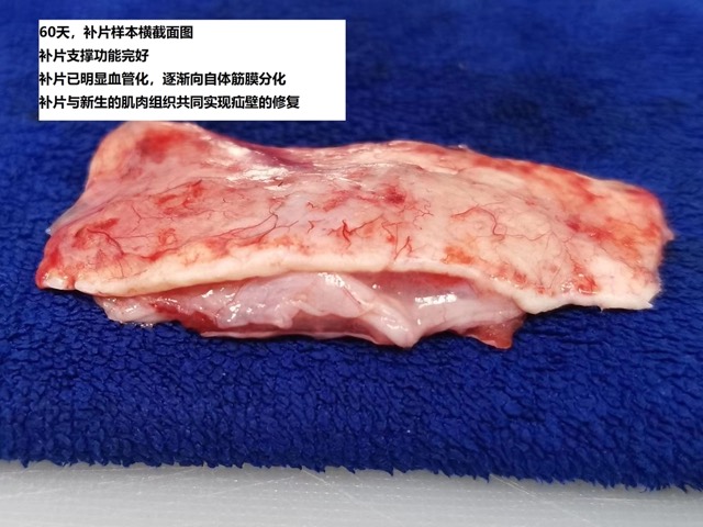 Hernia Mesh Animal Experiment & Pathological Validation: Mesh fused with tissue