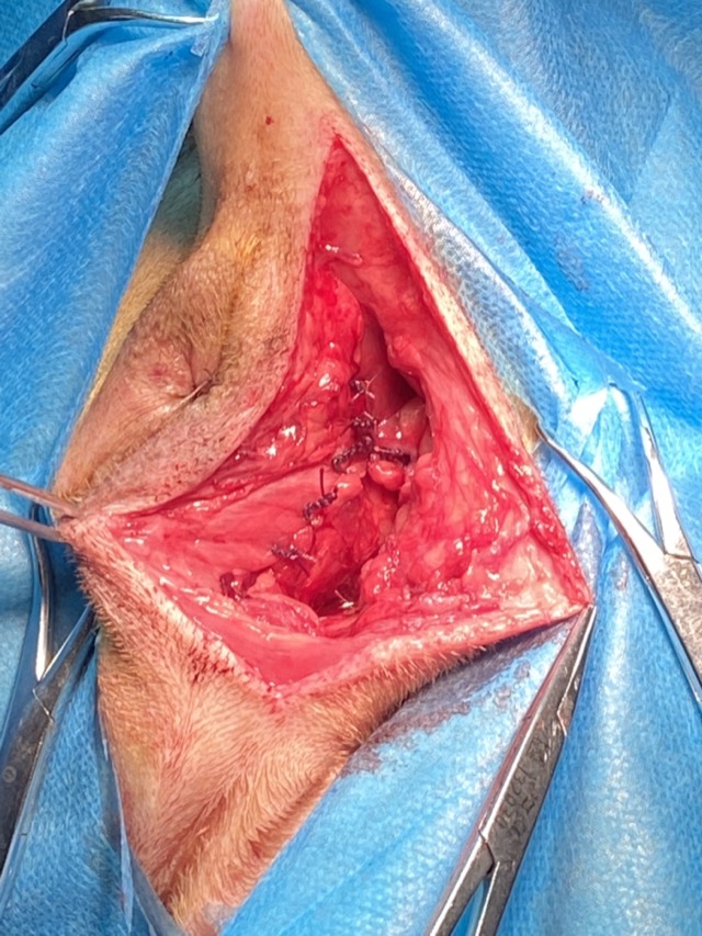 Perineal Hernia Repair: Perineal hernia