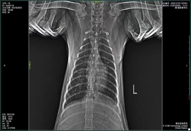 Diaphragmatic Hernia Repair: Good recovery at 12 days post-op