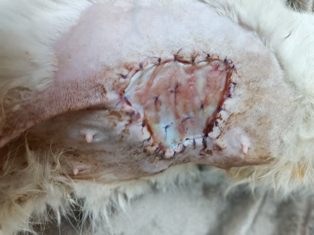 Artificial Skin for Skin-Defect Repair: Growth status