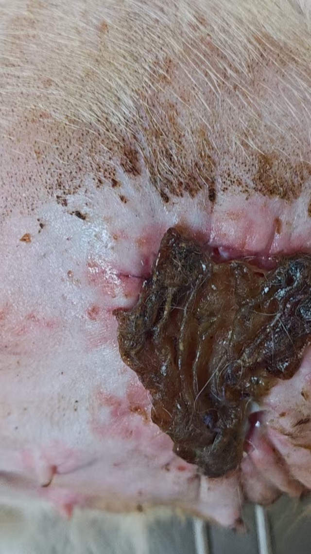 Artificial Skin for Skin-Defect Repair: Growth status