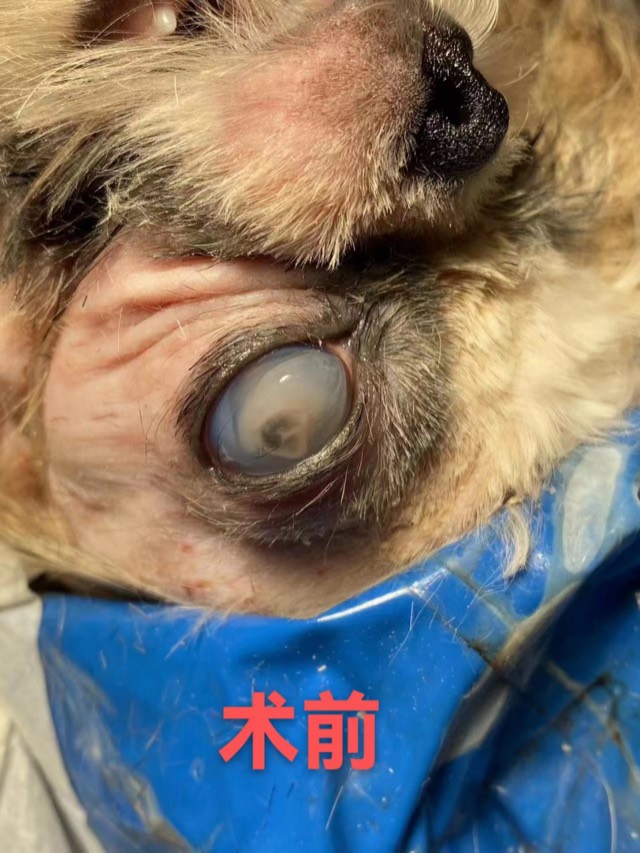 Corneal Patch Transplantation: Corneal patch application