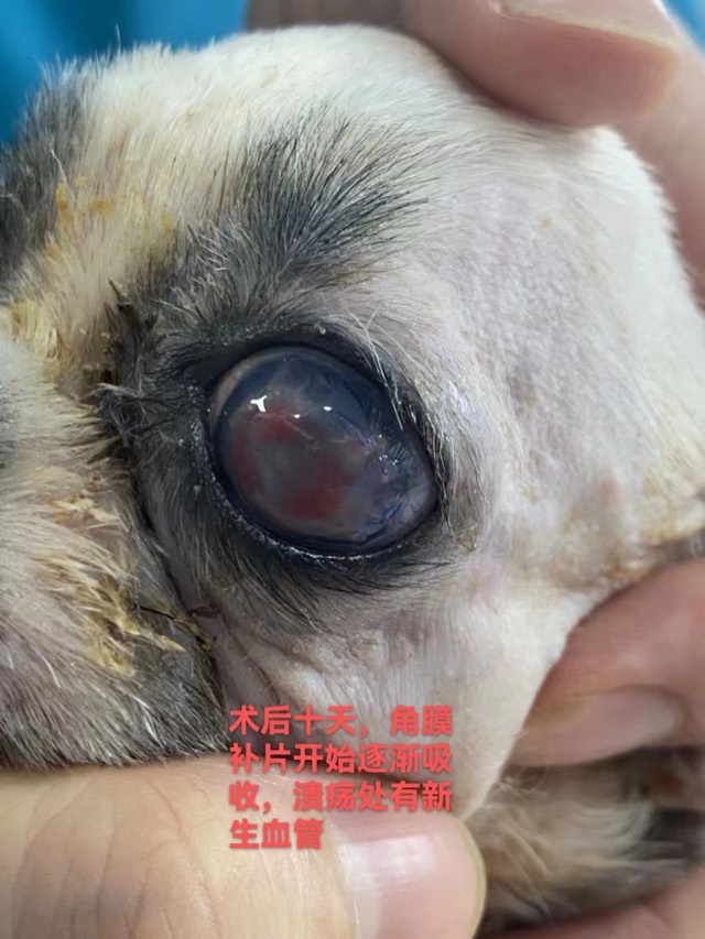 Corneal Patch Transplantation: Corneal recovery