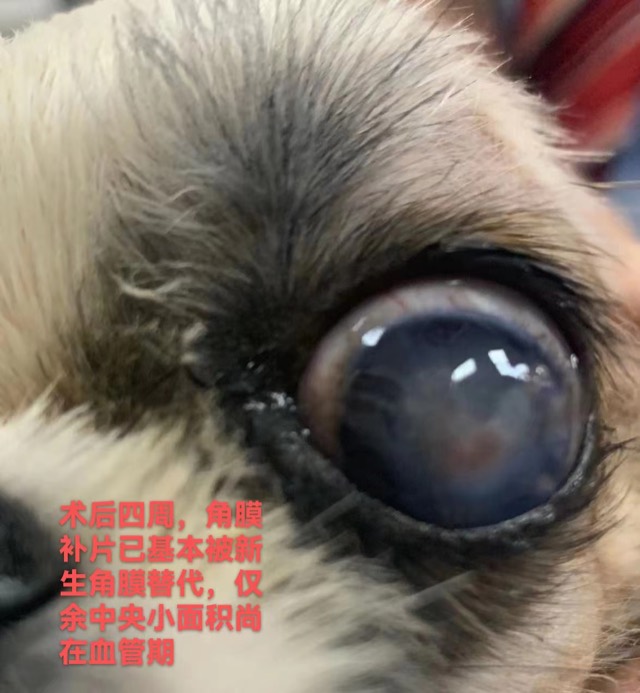 Corneal Patch Transplantation: Corneal recovery