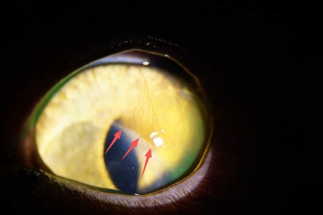 ECM Antibacterial Powder Corneal Application: Eyelid sutured for protection
